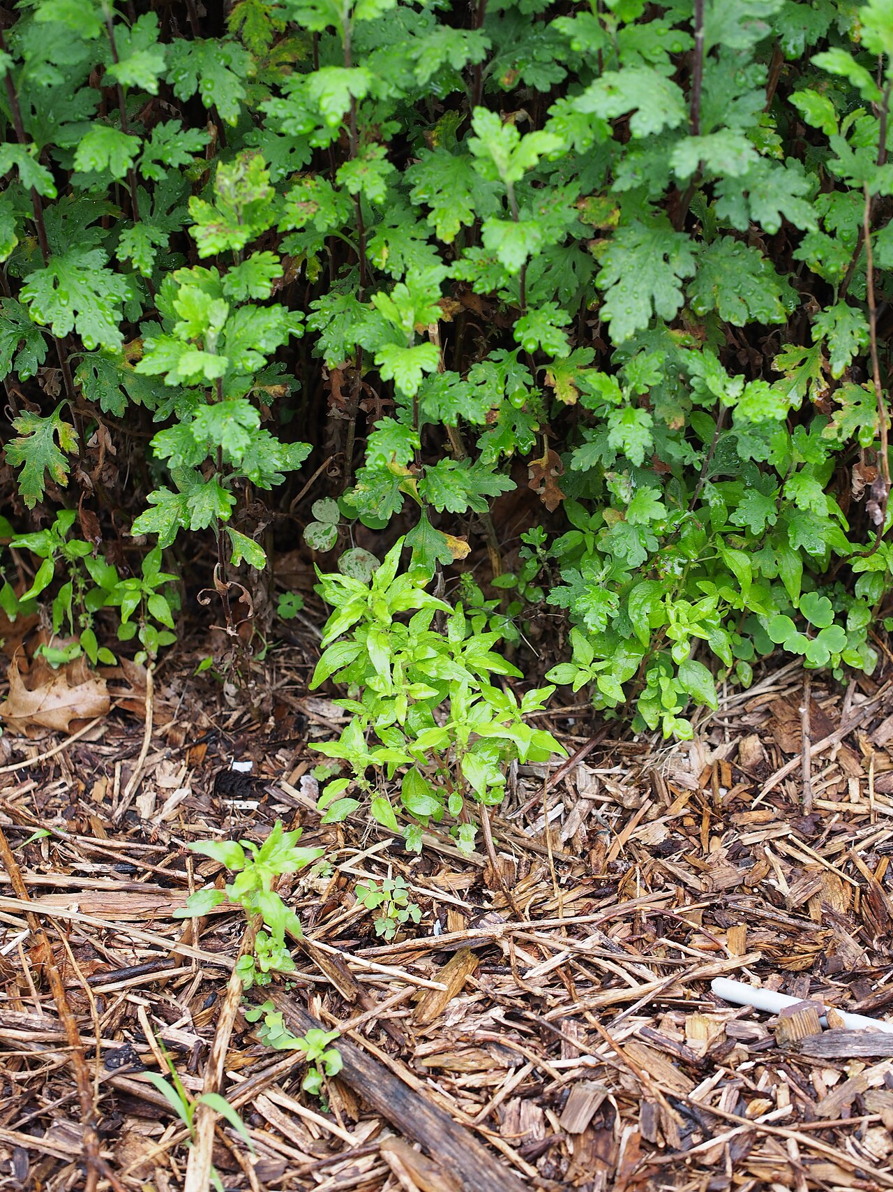 Pennsylvania pellitory: Parietaria pensylvanica 6/2021 Pennsylvania Pellitory- (Native) Pennsylvania Pellitory, Mature size: 6-12in., Leaves are thin, 1 to 3 inches long, up to ½ inch
