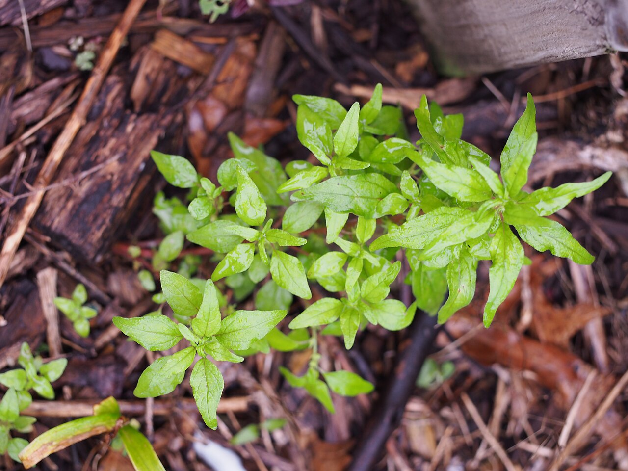 Pennsylvania pellitory: Parietaria pensylvanica 6/2021 Pennsylvania Pellitory- (Native) Pennsylvania Pellitory, Mature size: 6-12in., Leaves are thin, 1 to 3 inches long, up to ½ inch