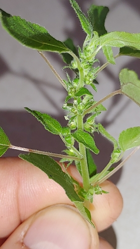 Clustered pellitory (Parietaria praetermissa)
