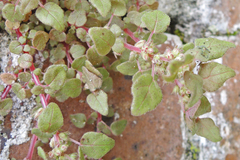 Clustered pellitory (Parietaria praetermissa)