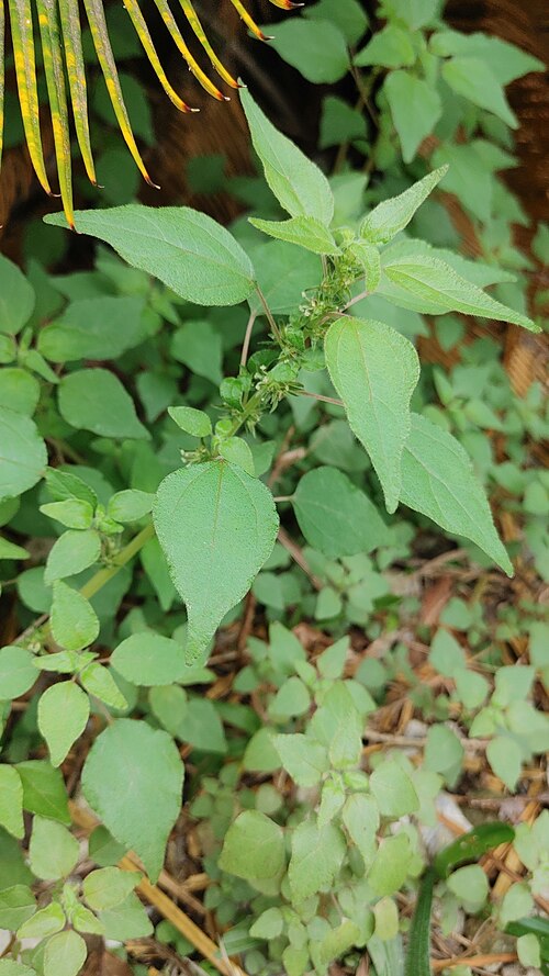 Clustered pellitory: Parietaria praetermissa