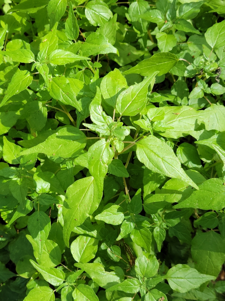 Clustered pellitory (Parietaria praetermissa)