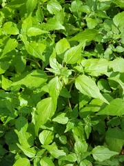 Clustered pellitory (Parietaria praetermissa)