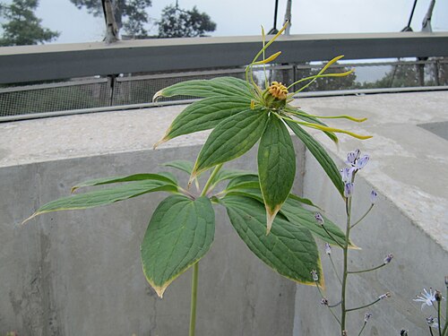 Paris chinensis: From Wikipedia - Paris is a genus of flowering plants in the family Melanthiaceae, described by Linnaeus in 1753. It is widespread across Europe and Asia, with