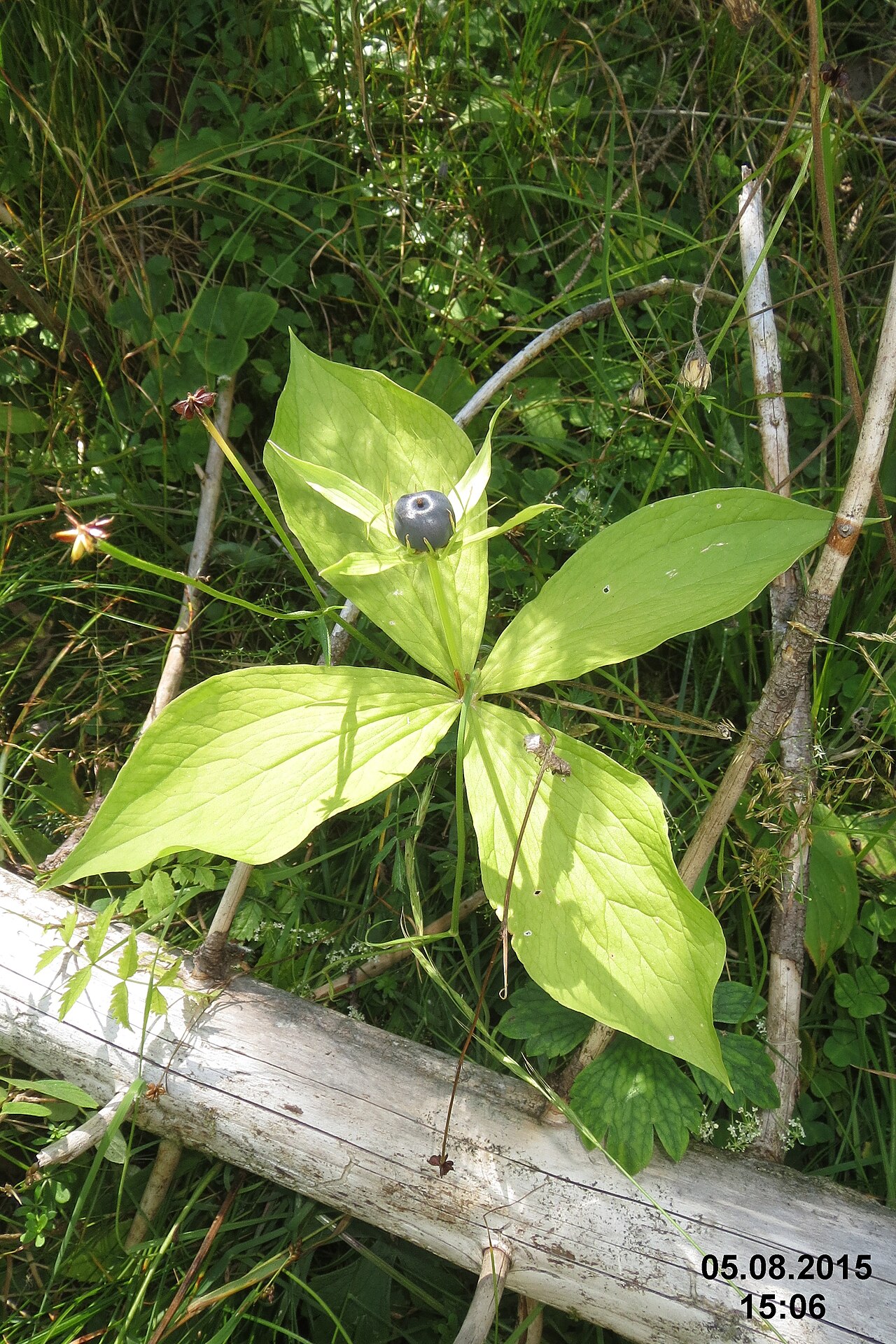 Paris chinensis: Herb Paris