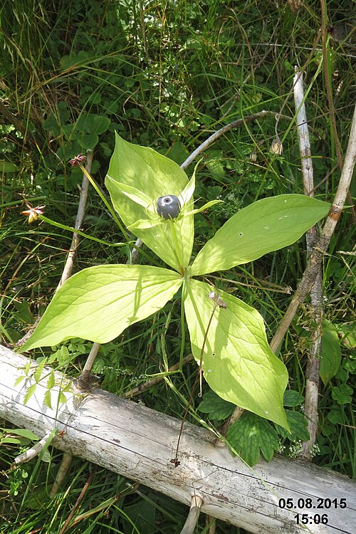 Paris chinensis: Herb Paris