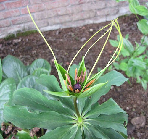 Paris lancifolia: 高山七葉一枝花 Paris lancifolia [比利時 Ghent University Botanical Garden, Belgium]. Paris lancifolia is a synonym of Paris polyphylla var. stenophylla