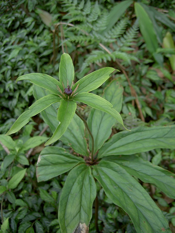 Paris polyphylla: Paris polyphylla(七葉一枝花), Taipei, 2008.