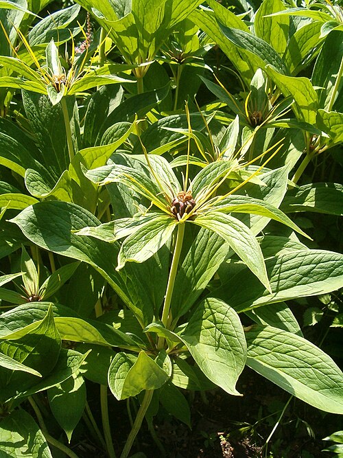 Paris polyphylla: At Botanical Gardens Berlin-Dahlem Species Paris polyphylla