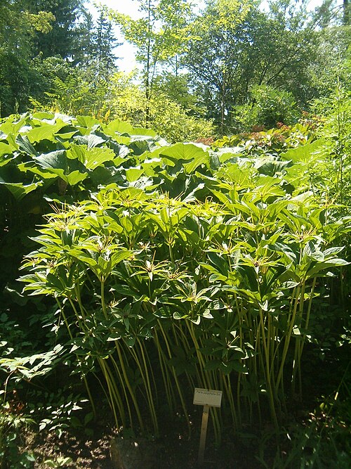 Paris polyphylla: At Botanical Gardens Berlin-Dahlem Species Paris polyphylla