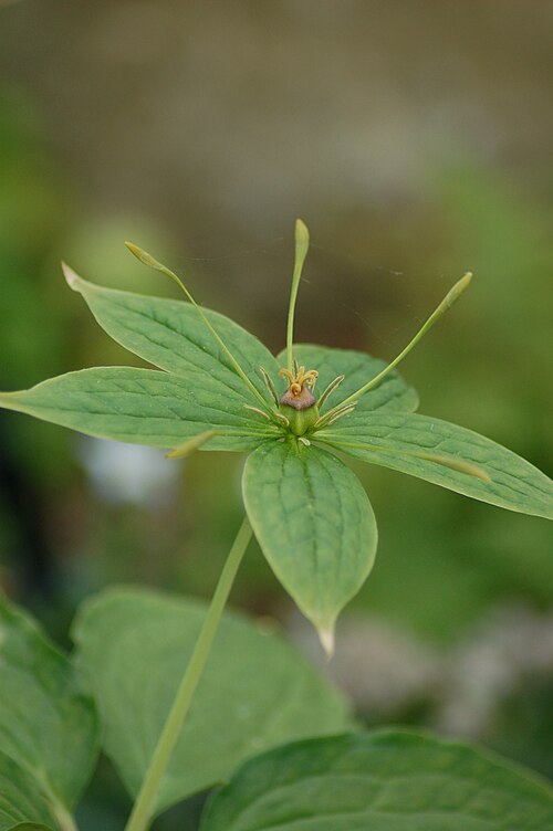 Paris polyphylla: Daiswa polyphylla