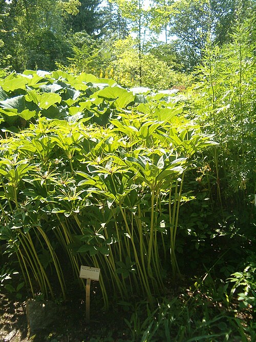 Paris polyphylla: At Botanical Gardens Berlin-Dahlem Species Paris polyphylla