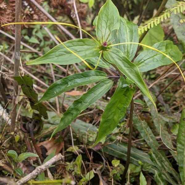 Paris polyphylla (Paris polyphylla)