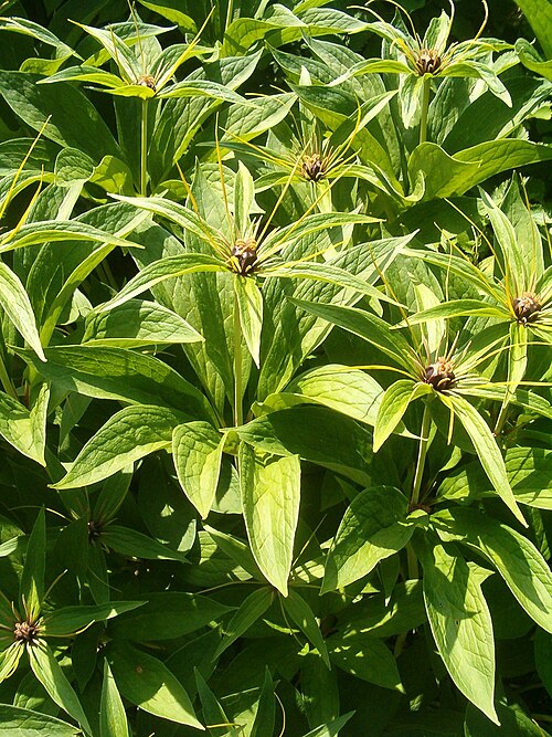 Paris polyphylla: At Botanical Gardens Berlin-Dahlem Species Paris polyphylla