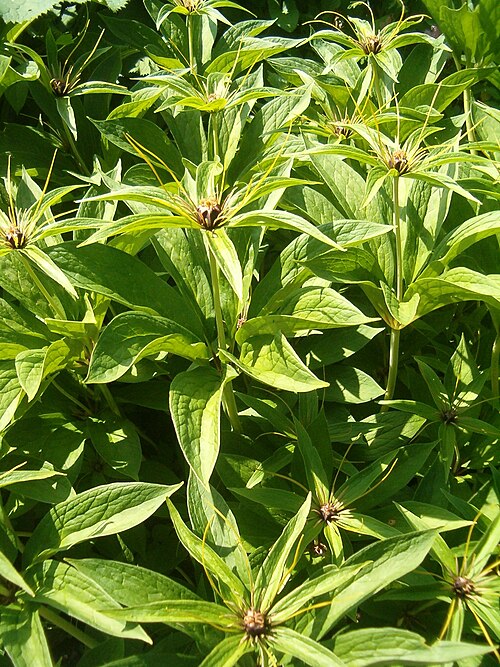 Paris polyphylla: At Botanical Gardens Berlin-Dahlem Species Paris polyphylla