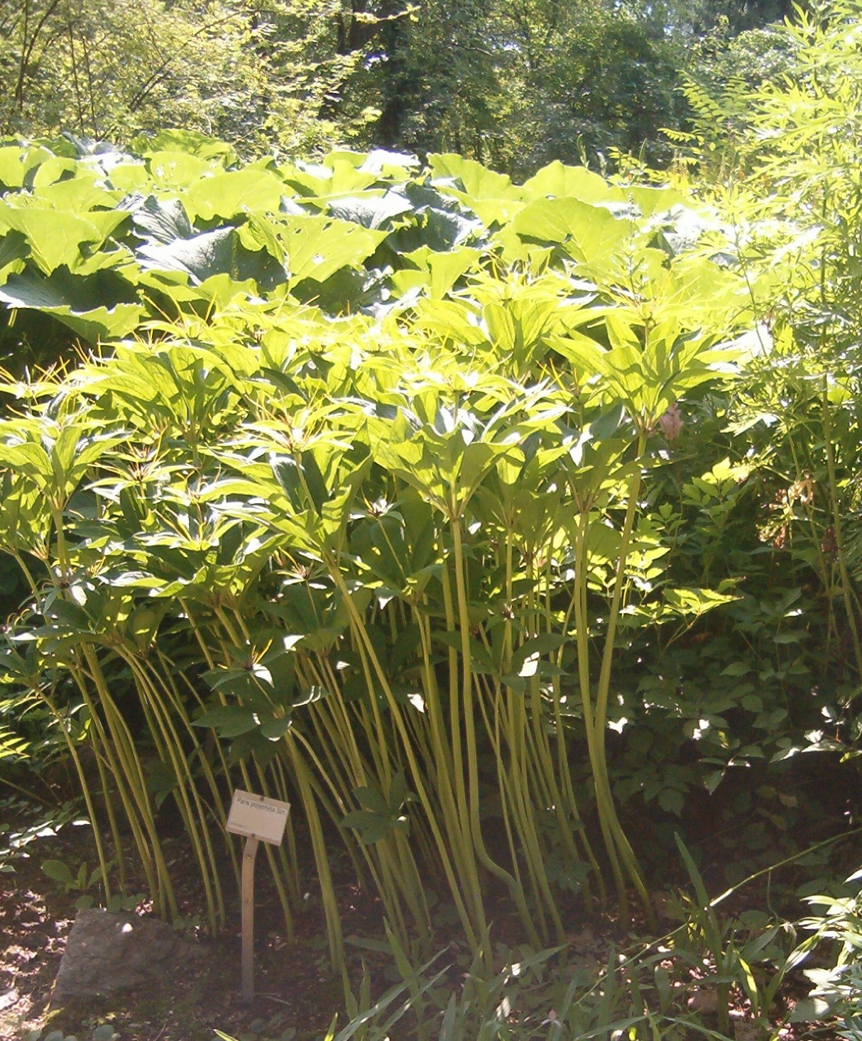 Paris polyphylla: At Botanical Gardens Berlin-Dahlem Species Paris polyphylla