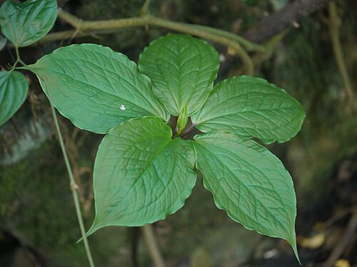 Paris polyphylla: Paris polyphylla photographed in a garden in Siang district, Arunachal Pradesh