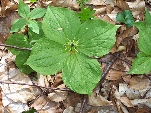 Herb Paris (Paris quadrifolia)