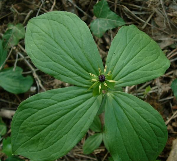 Herb Paris: Parisette, fr:Gy .