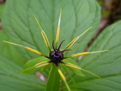 Herb Paris