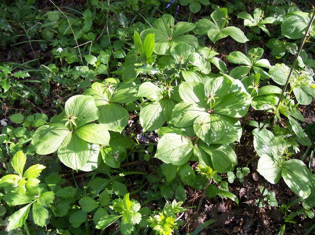 Herb Paris: Herb Paris on May Day in Mayall's Coppice. In the darker centre of the woodland although lit with sunlight before the tree canopy excludes the sun.