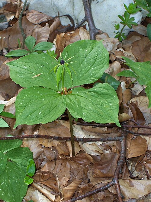 Herb Paris (Paris quadrifolia)