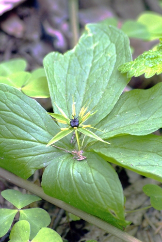 Herb Paris (Paris quadrifolia)