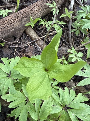 Herb Paris (Paris quadrifolia)