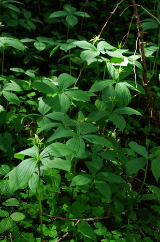 Herb Paris (Paris quadrifolia)
