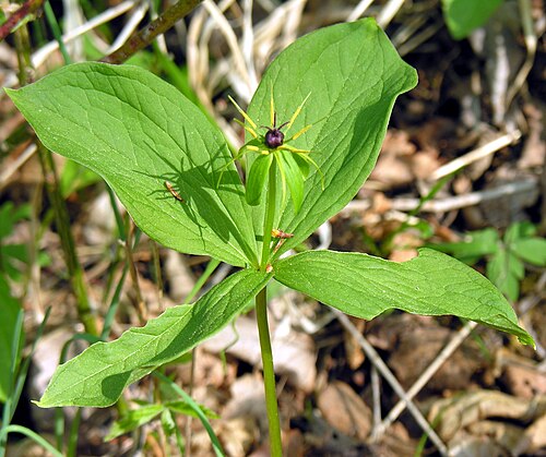 Herb Paris: lt:Keturlapė vilkauogė ( Paris quadrifolia ) Šeima. lt:Melantiniai ( Melanthiaceae ) Foto: Algirdas , 2006 m. gegužės 13 d., Lietuva