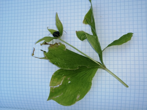 Herb Paris (Paris quadrifolia)