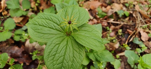 Herb Paris (Paris quadrifolia)