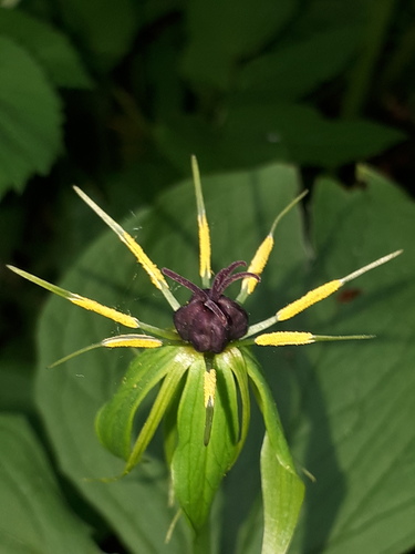 Herb Paris (Paris quadrifolia)
