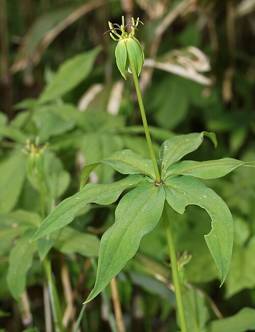Paris tetraphylla: Paris tetraphylla in Mount Ena, Nakatsugawa, Gifu prefecture, Japan.