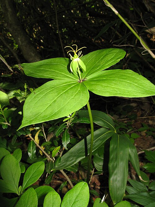 Paris tetraphylla: Paris tetraphylla , Mount Nishiazuma, Yamagata pref., Japan