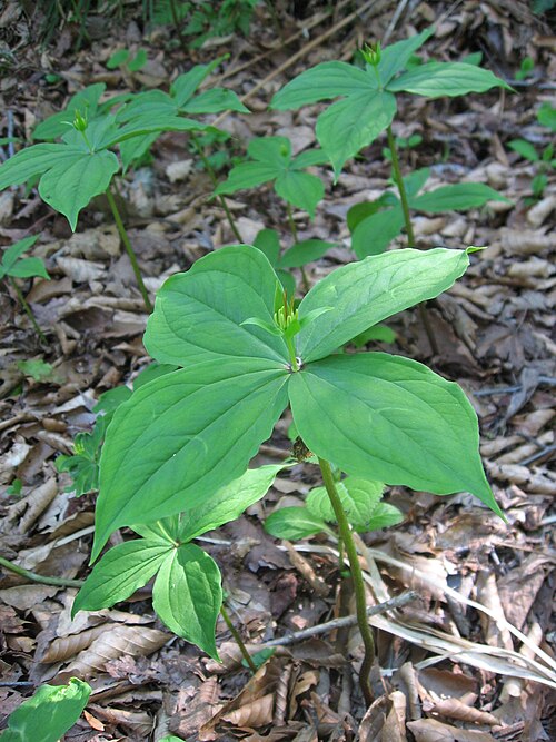Paris tetraphylla: Paris tetraphylla , Aizu ares, Fukushima pref., Japan