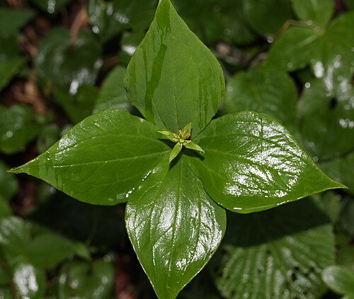 Paris tetraphylla: Paris tetraphylla A.Gray , in Mount Haku , Gifu prefecture, Japan.