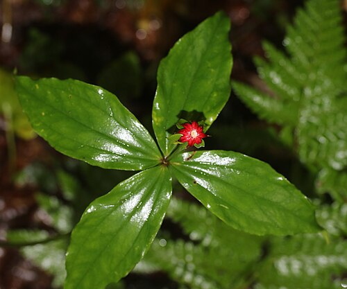 Paris tetraphylla: Paris tetraphylla in Mount Mominuka, Hida, Gifu prefecture, Japan.