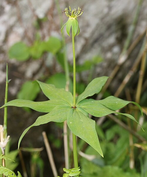 Paris tetraphylla: Paris tetraphylla in Mount Ena, Nakatsugawa, Gifu prefecture, Japan.