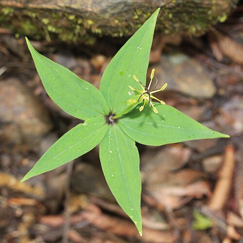 Paris tetraphylla: Paris tetraphylla in Mount Ozugongen, Ibigawa, Gifu prefecture, Japan.