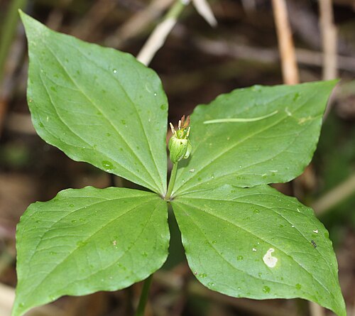 Paris tetraphylla: Paris tetraphylla in Mount Chō, Hida Mountains , Azumino , Nagano prefecture , Japan .