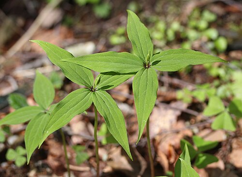 Paris tetraphylla: Paris tetraphylla in Mount Kaizuki, Ibigawa, Gifu prefecture, Japan.