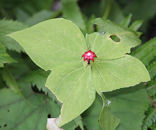 Paris tetraphylla: Paris tetraphylla without fruits in Hida Mountains, Takayama, Gifu prefecture, Japan.