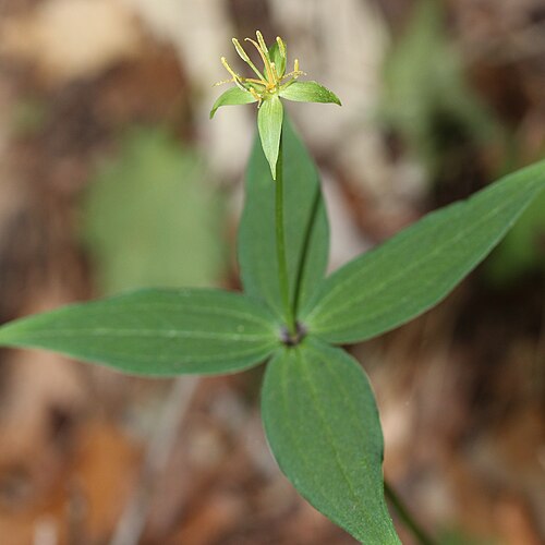 Paris tetraphylla: Paris tetraphylla in Mount Mount Nōgōhaku , Japan .