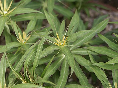Paris thibetica: Paris thibetica in Royal Botanic Gardens, Kew, UK