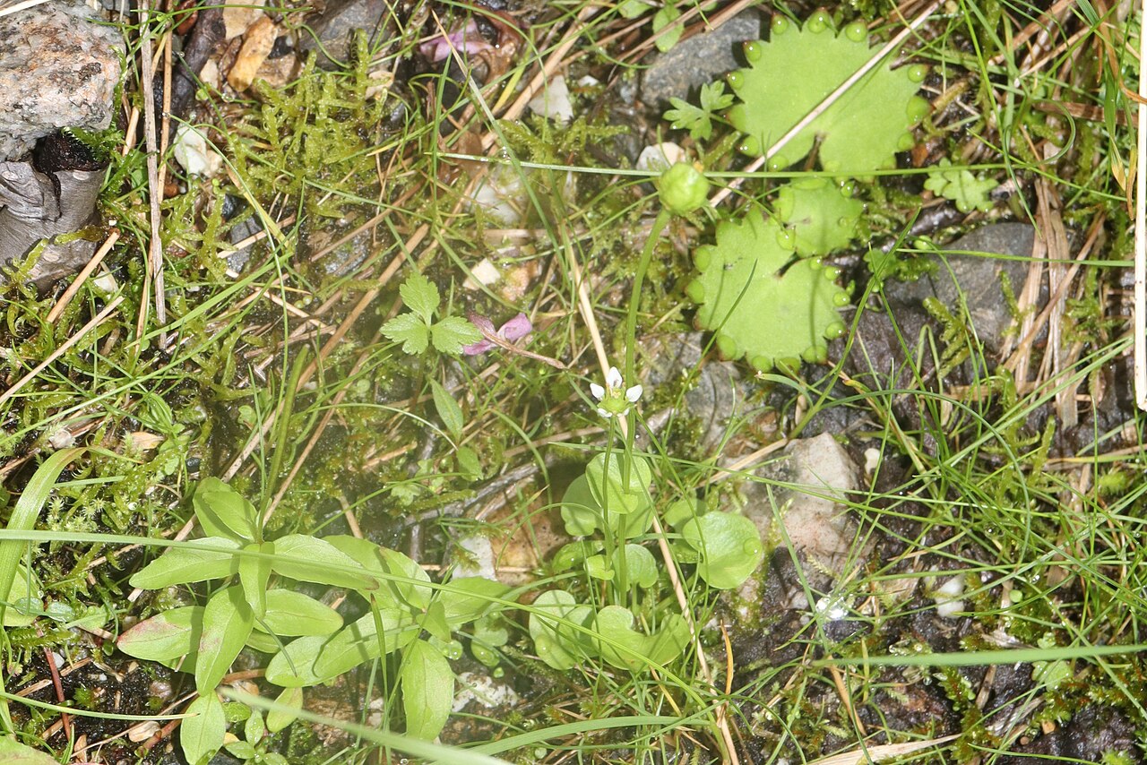Parnassia alpicola: Parnassia alpicola in Mount Shirouma, Hakuba, Nagano Prefecture, Japan.