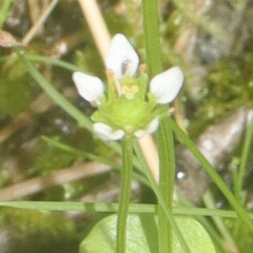 Parnassia alpicola: Parnassia alpicola in Mount Shirouma, Hakuba, Nagano Prefecture, Japan.