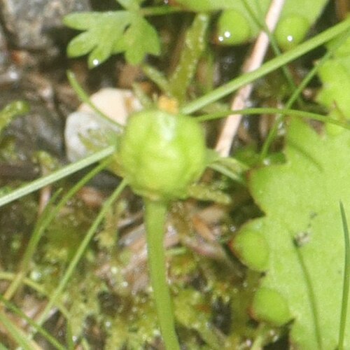 Parnassia alpicola: Parnassia alpicola in Mount Shirouma, Hakuba, Nagano Prefecture, Japan.