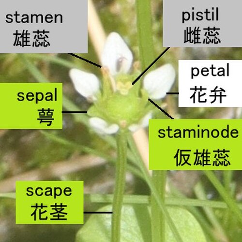 Parnassia alpicola: Parnassia alpicola in Mount Shirouma, Hakuba, Nagano Prefecture, Japan.