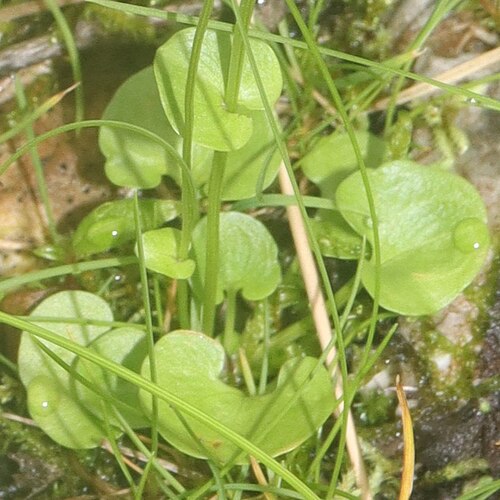 Parnassia alpicola: Parnassia alpicola in Mount Shirouma, Hakuba, Nagano Prefecture, Japan.